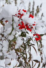 雪化粧.gif